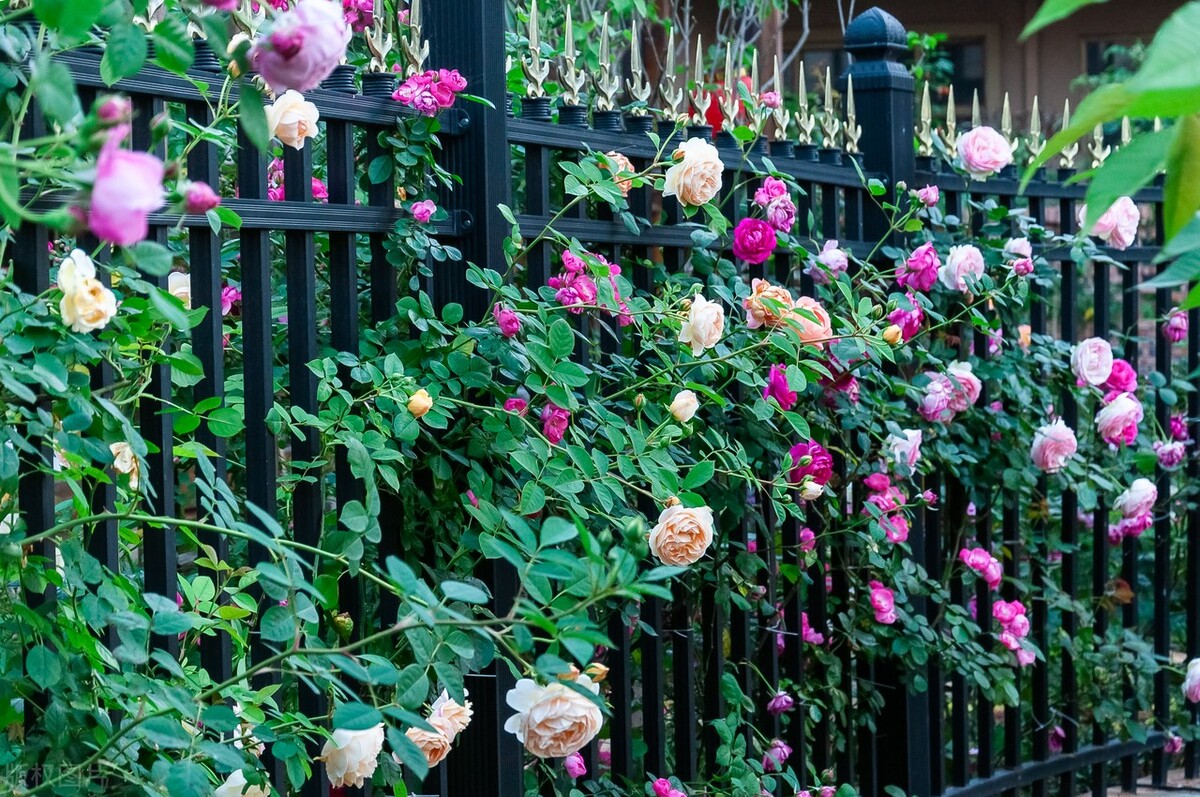 室外冻不死的十种花草,零下30度冻不死的露台植物