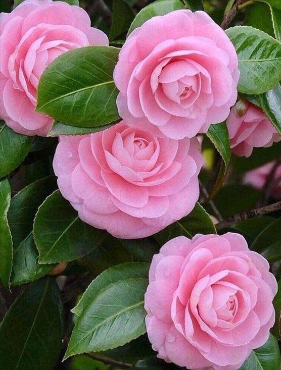 香花庭院,庭院香花