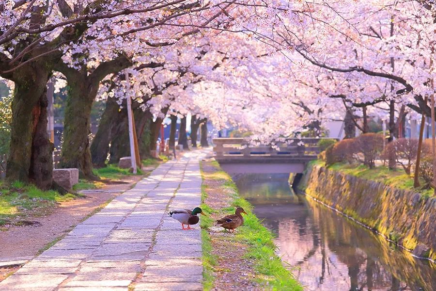 日本赏樱和国内赏樱,日本赏味期限顺序