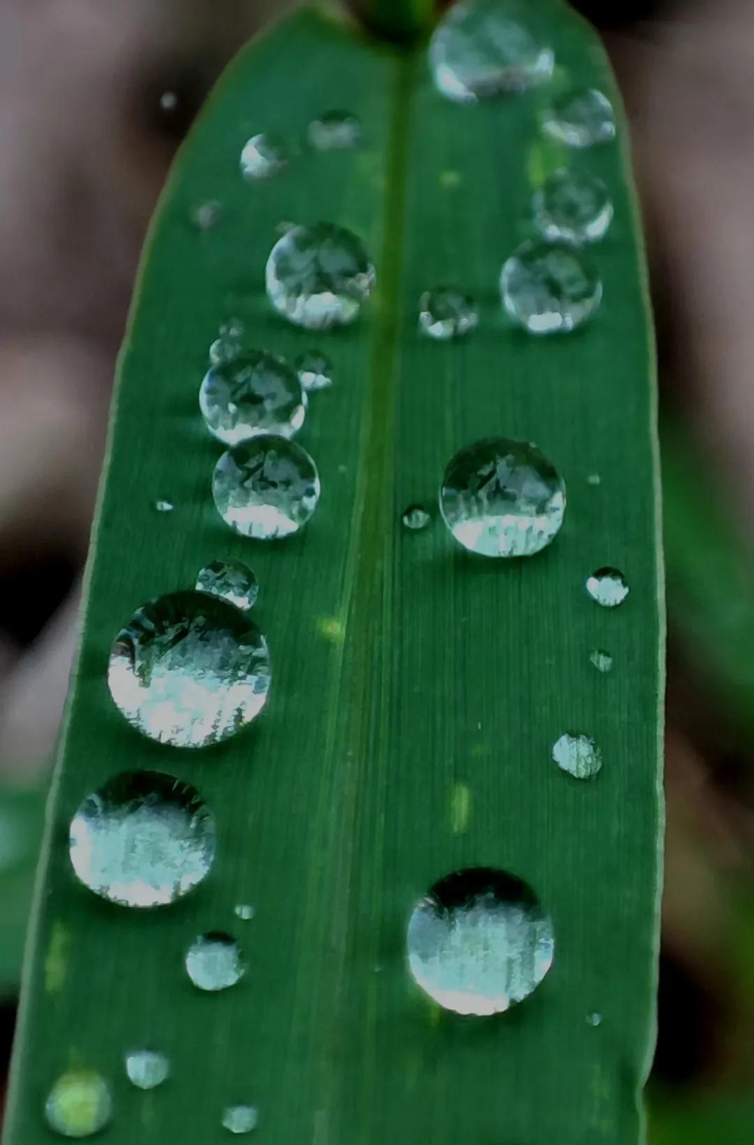 农村人是最美的劳动人,农民是最轻松的职业