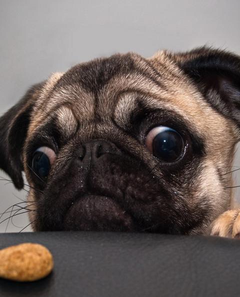 巴哥滑滑板怎么教,巴哥滑板训练