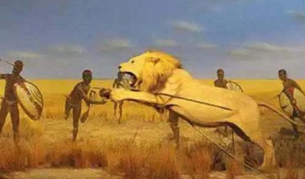 草原之王狮子怕马赛人,马赛人的狮子有多强