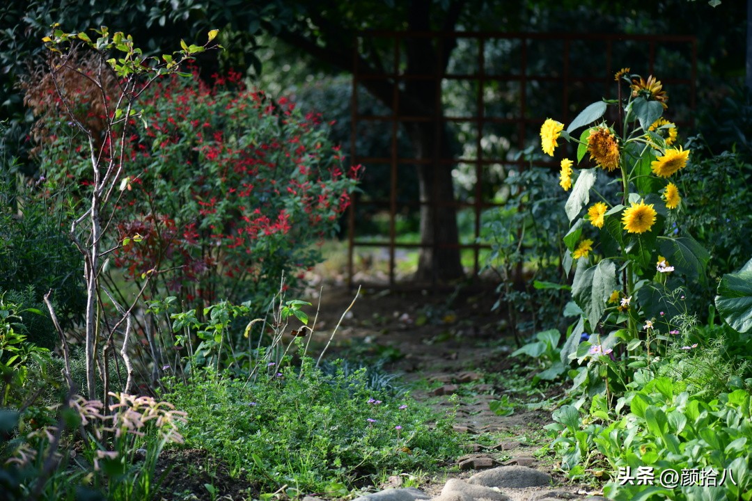 流放到菜地的花儿们，尽情绽放吧，不管在哪里｜园丁
