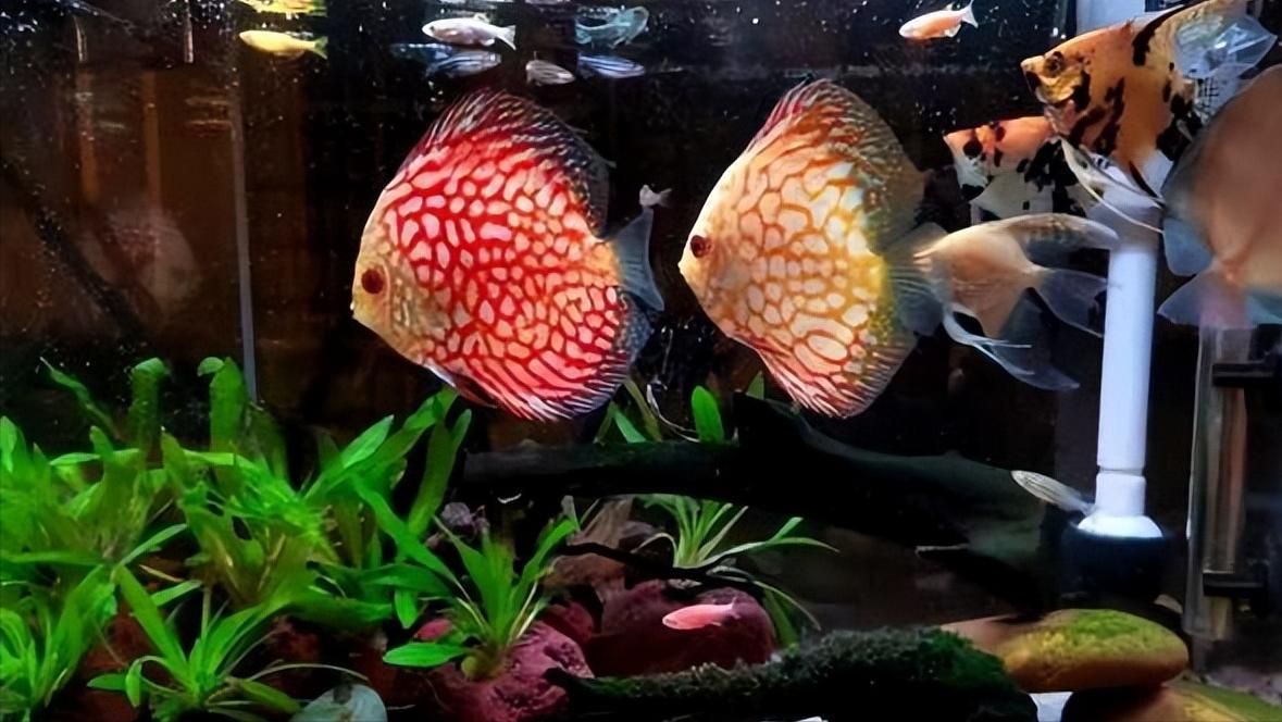 七彩神仙鱼繁殖期间可以喂食吗,七彩神仙鱼繁殖卵需要下什么药