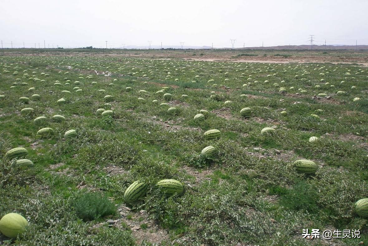 戈壁西瓜现状如何,戈壁西瓜种植技术