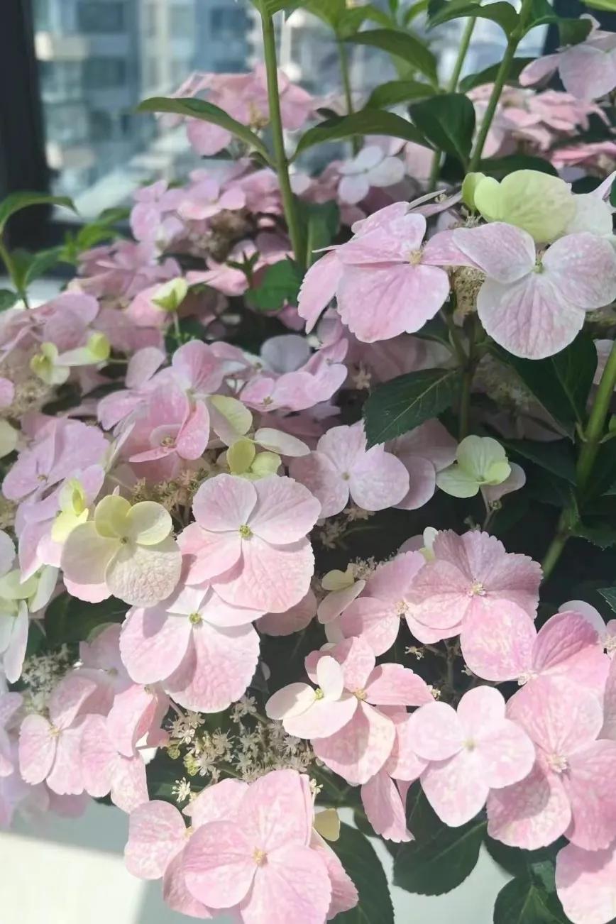 绣球花粉色落跑新娘能不能调色,落跑新娘绣球花爆花效果