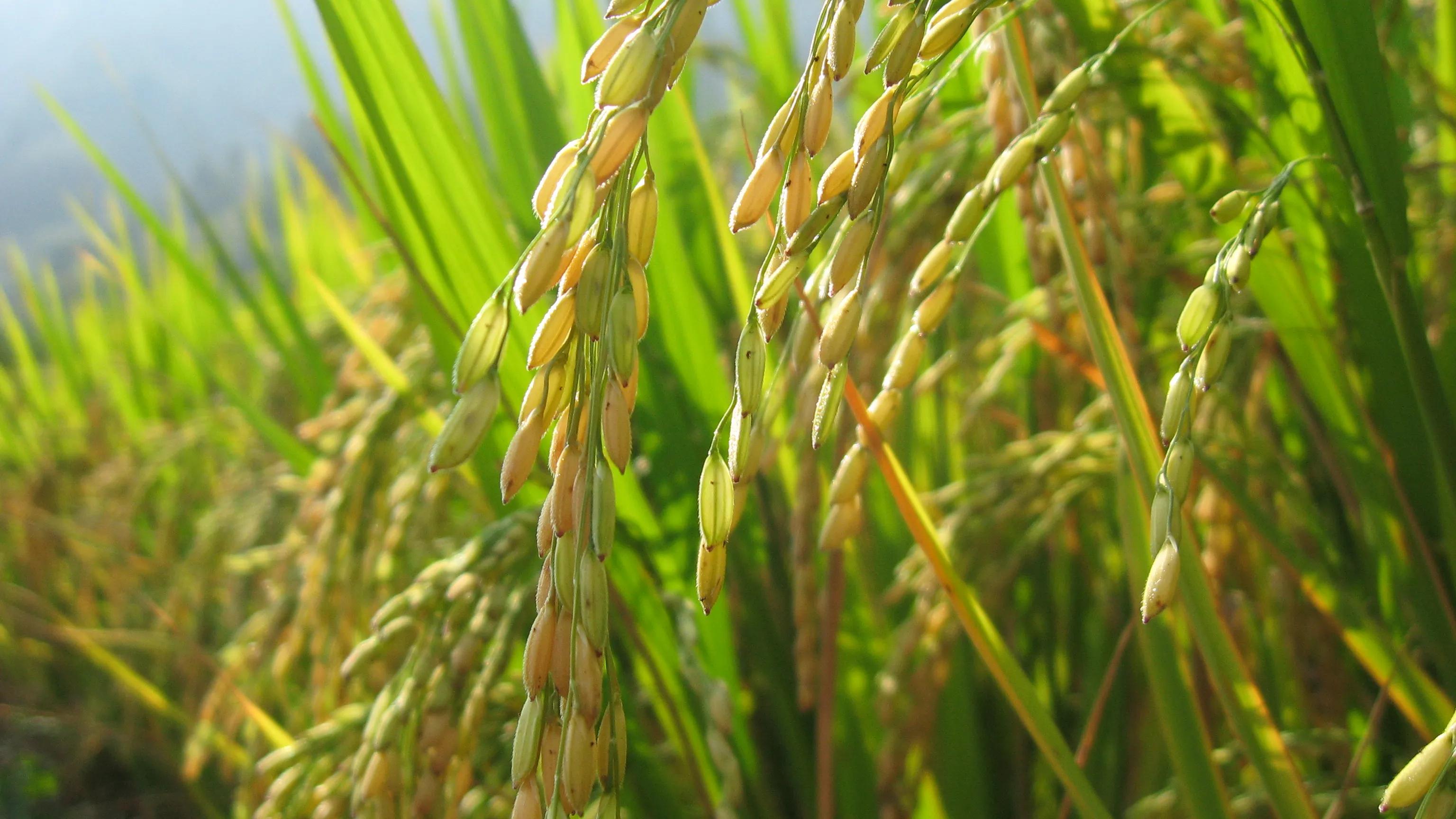 家有良田,家有良田阵容
