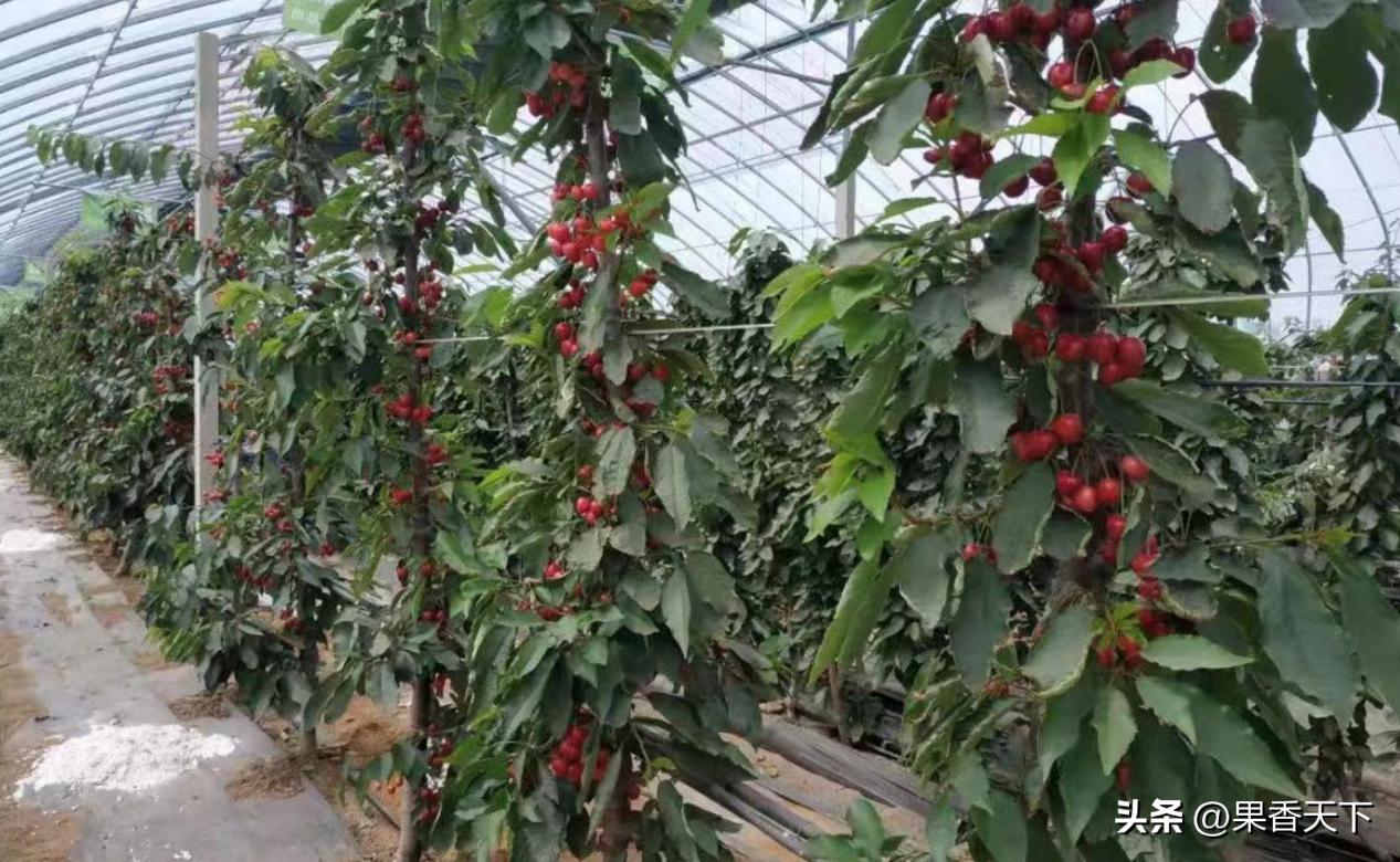 最有潜力早熟大樱桃,农村人种植大樱桃