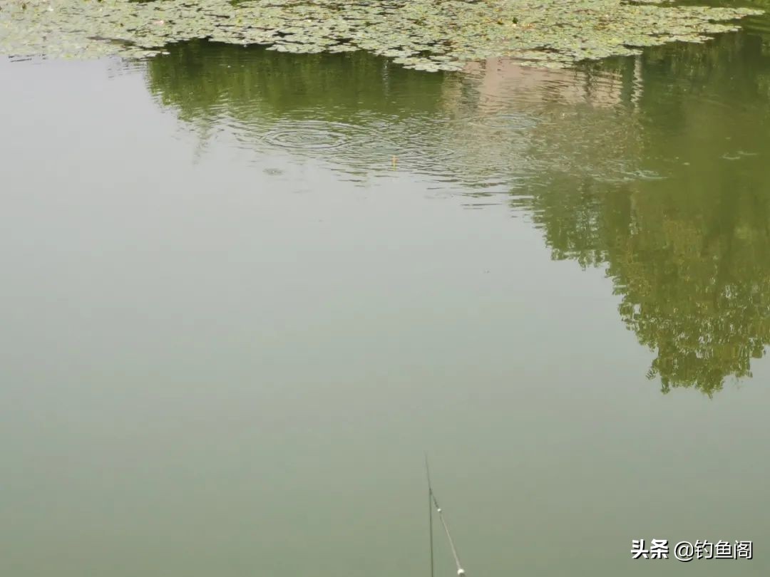 野钓怎么避过小白条,野钓怎么避开水面调漂