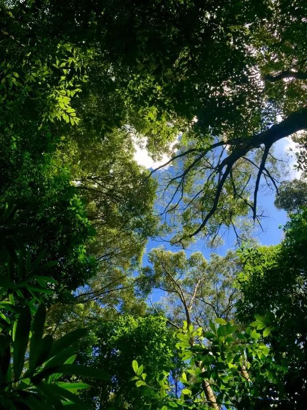 云南红菇好吃吗,云南山野红菇