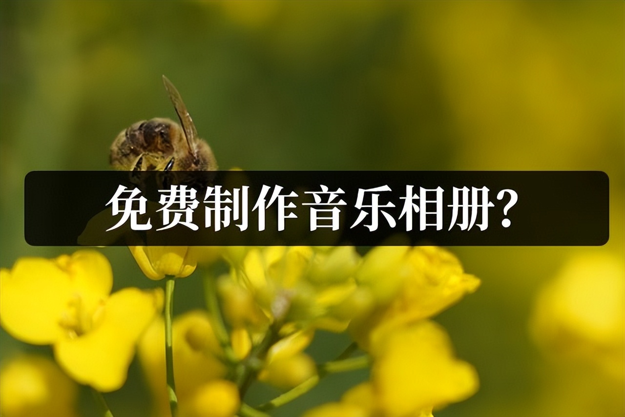 音乐相册制作app免费,音乐相册免费制作模板