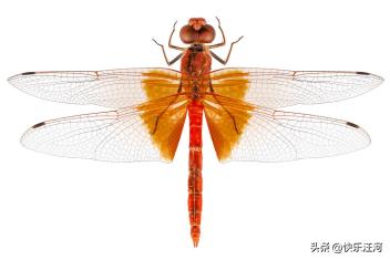 蜻蜓日本原唱,蜻蜓fm下载