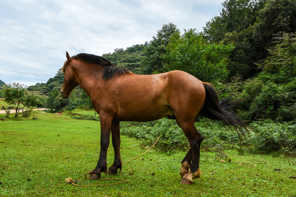刘立夫|白马非马是不是诡辩？