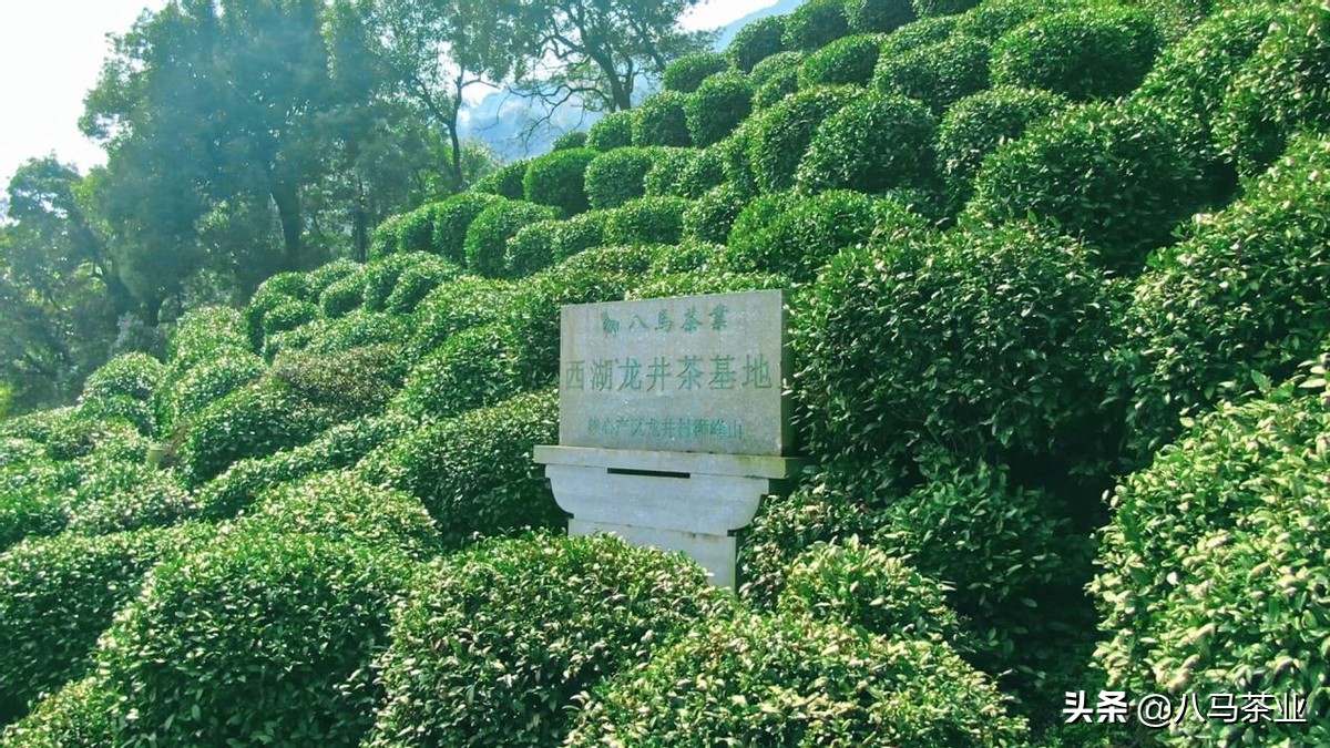 让生活过得去必须添点绿,要想生活过得去头上就得有点绿