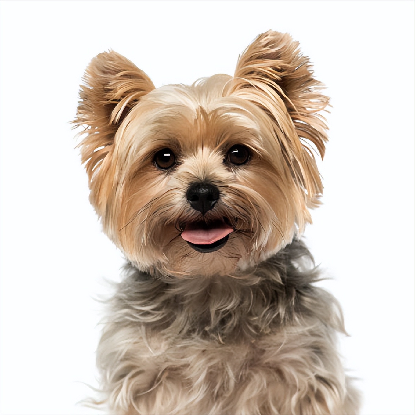 约克夏犬的优点与缺点,约克夏梗犬缺点