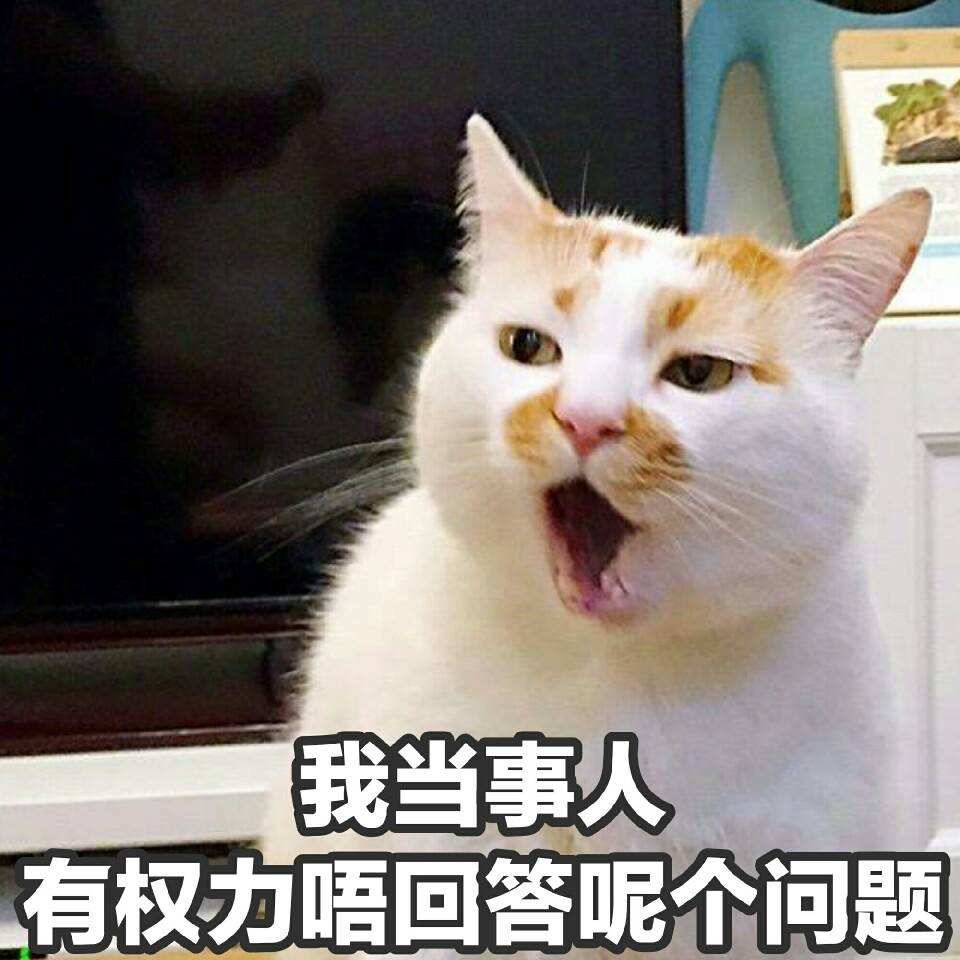猫咪取名有多离谱,猫咪取名招来好运气