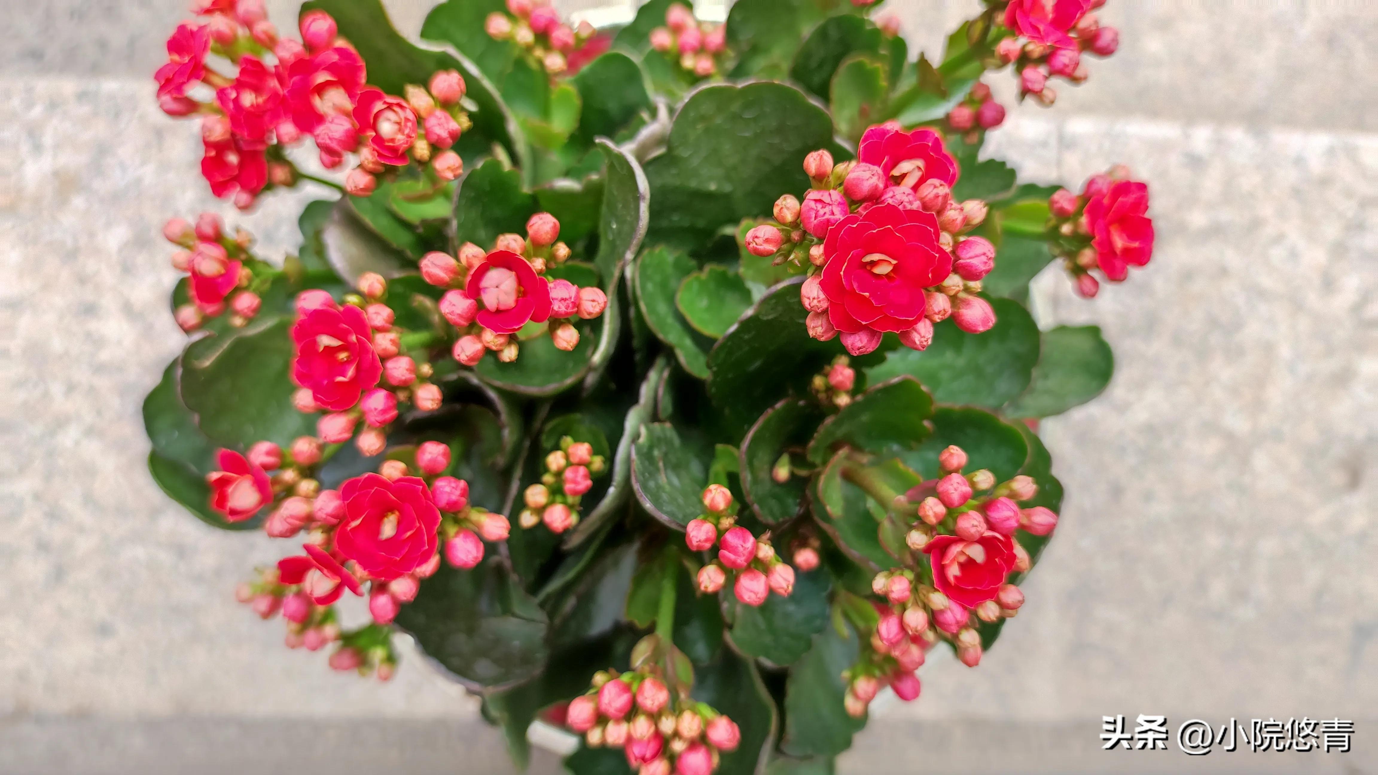 长寿花根系烂了怎么种植,长寿花棒棒糖的种植方法