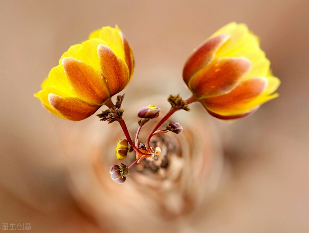 冰凌花享有林海雪莲之美称,牡丹江林海雪莲冰凌花悄然盛放