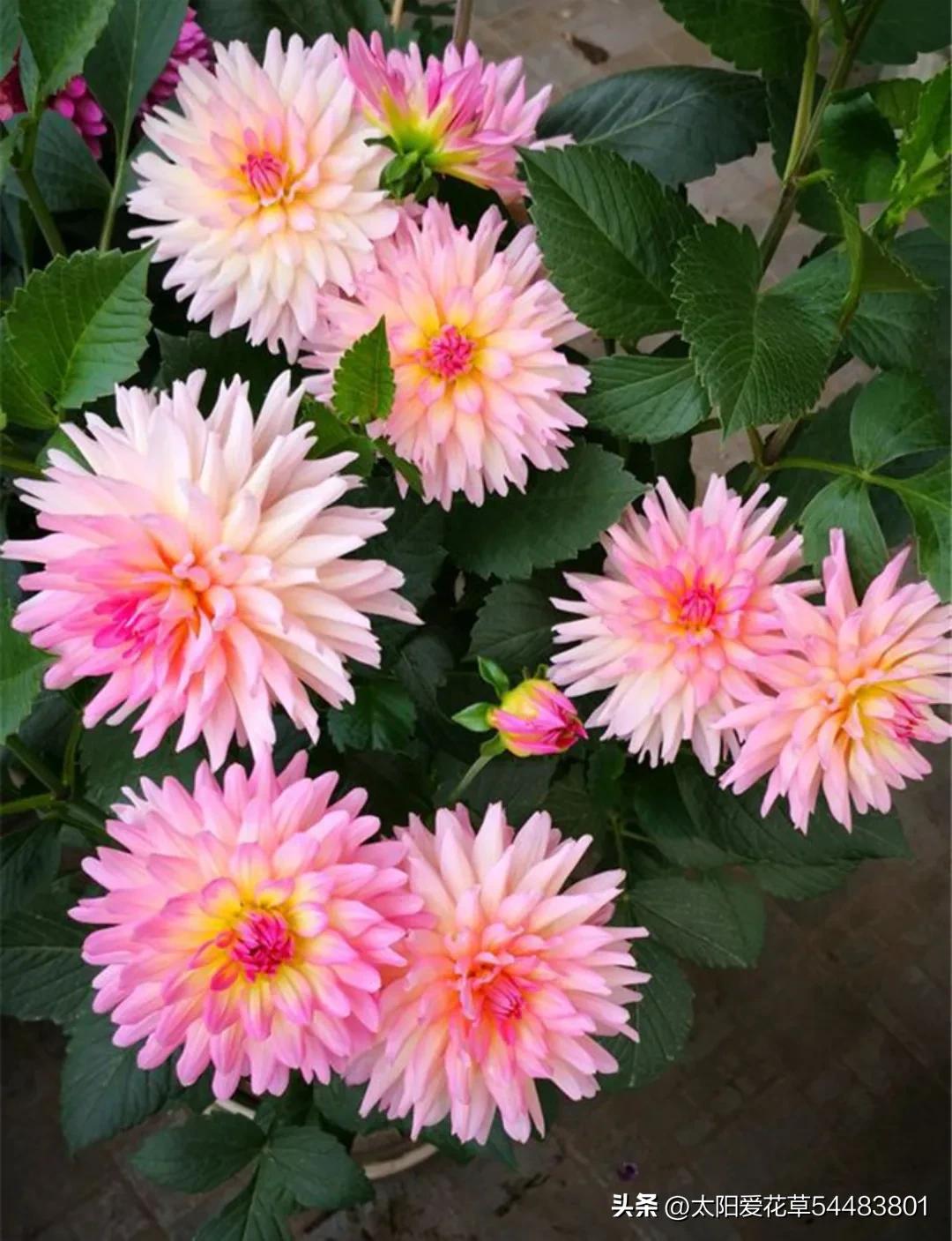 最好养的十种花种秋冬季,常年开花又好养的花盆栽推荐