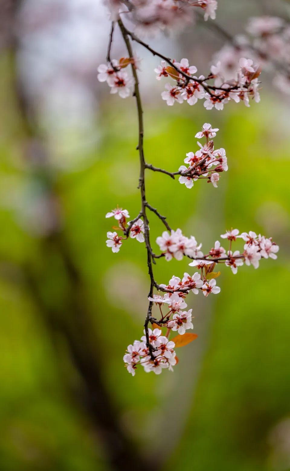 济南这个周末适合哪里赏花,济南春天赏花好去处