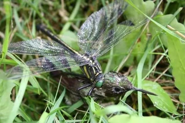 1853年日本第一武士老照片 (100张日本武士老照片)