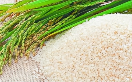 鄂州旅游吃什么好,鄂州旅游吃什么好吃的东西