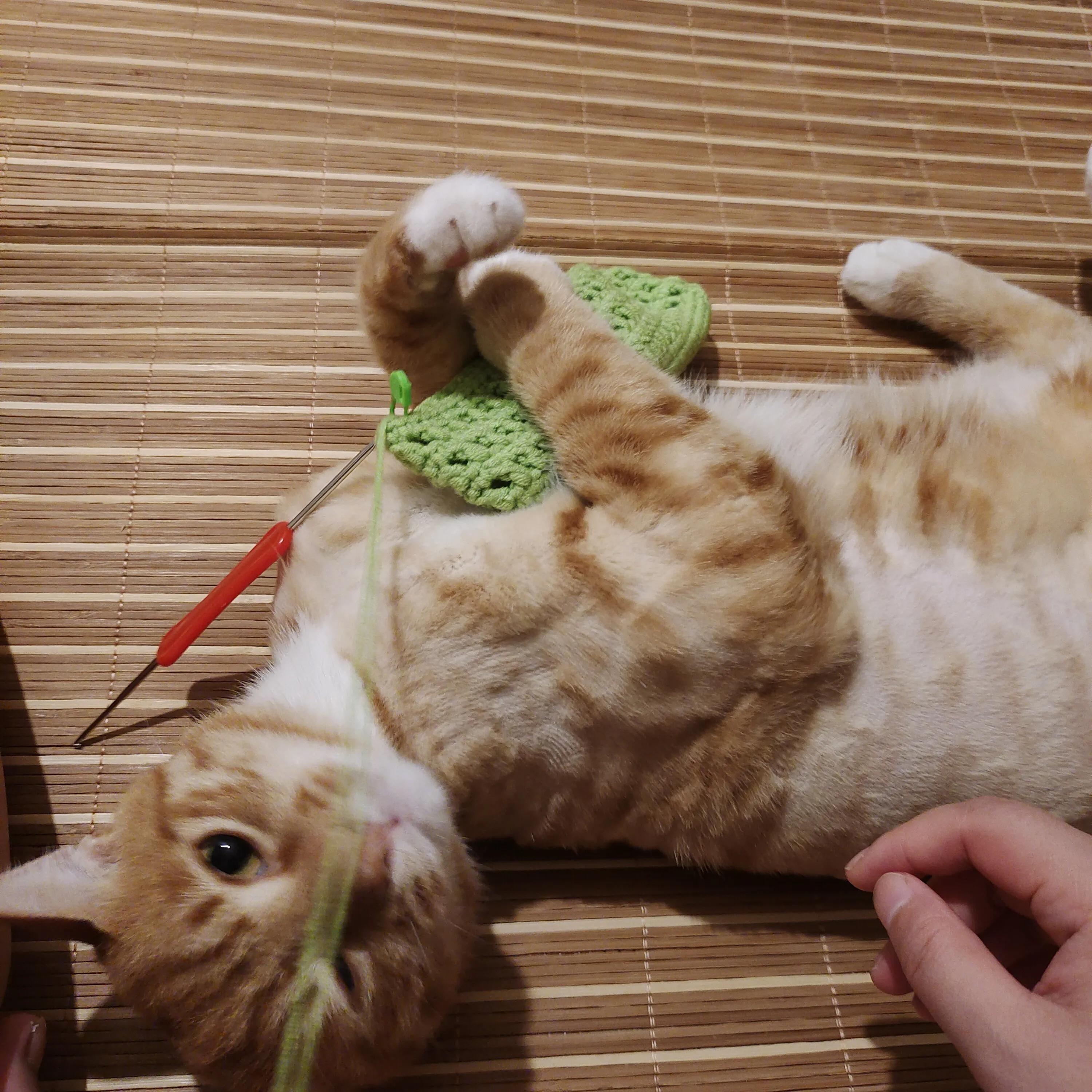 能听懂人话的猫,养了一年的猫基本听不到叫