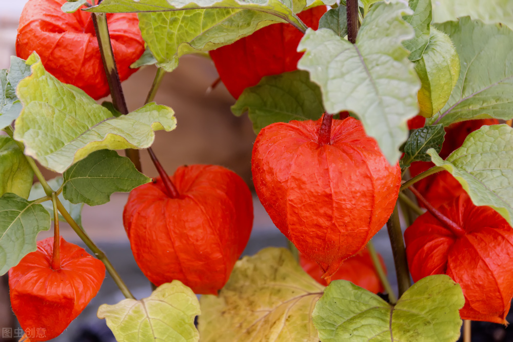 农村的野生“灯笼果”能吃吗？灯笼果有没有毒？