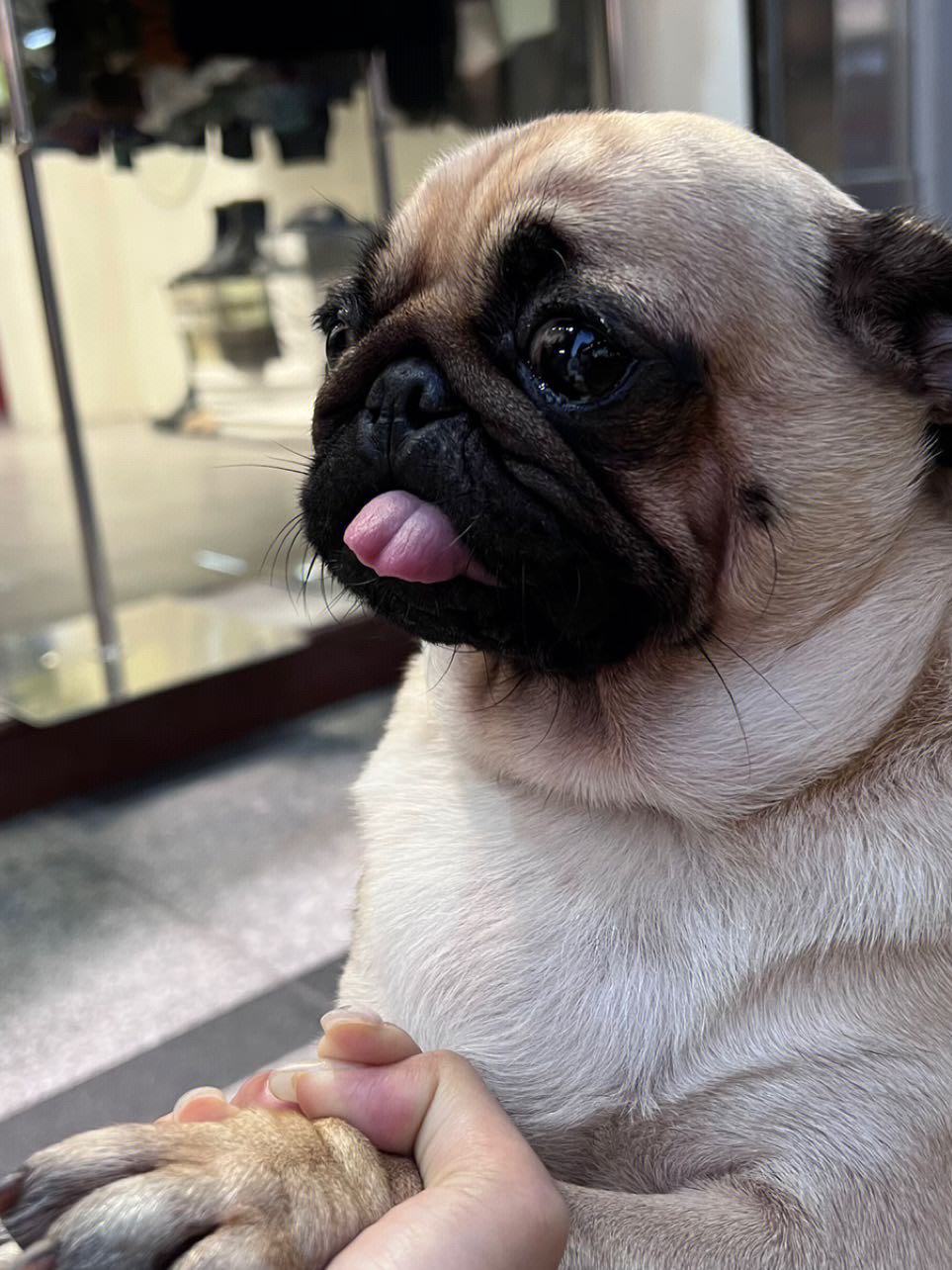 30种常见犬图片,40种常见名犬图片