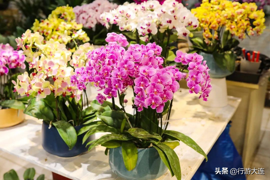 大连花市哪里最好玩,大连的花市有哪些