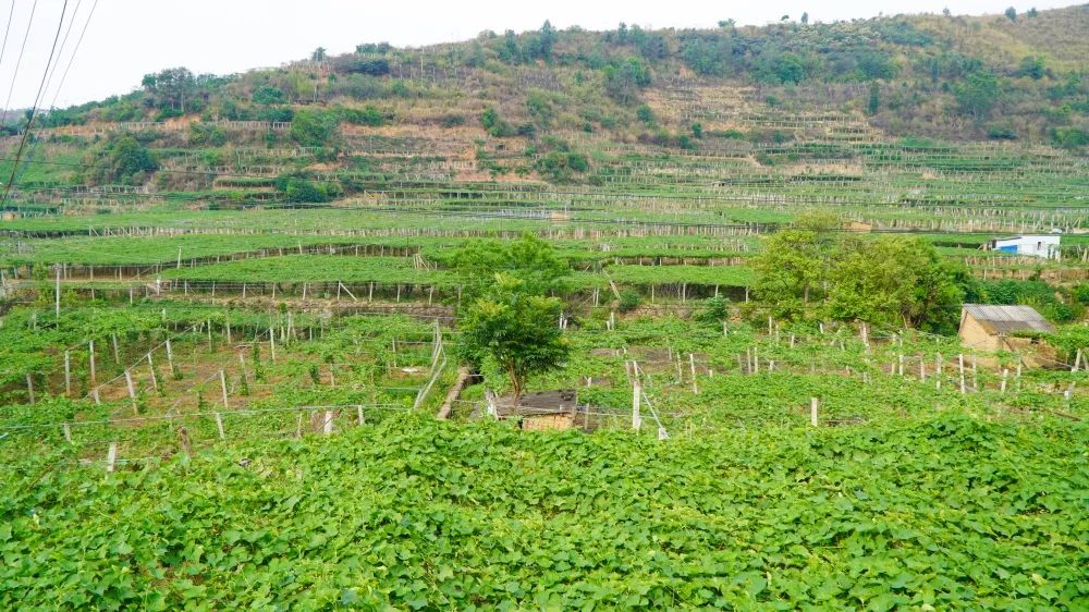 高产的佛手瓜,佛手瓜致富瓜图片