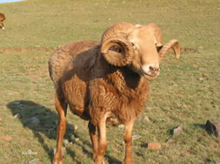 新疆哈萨克族巴什拜简介,新疆塔城巴什拜