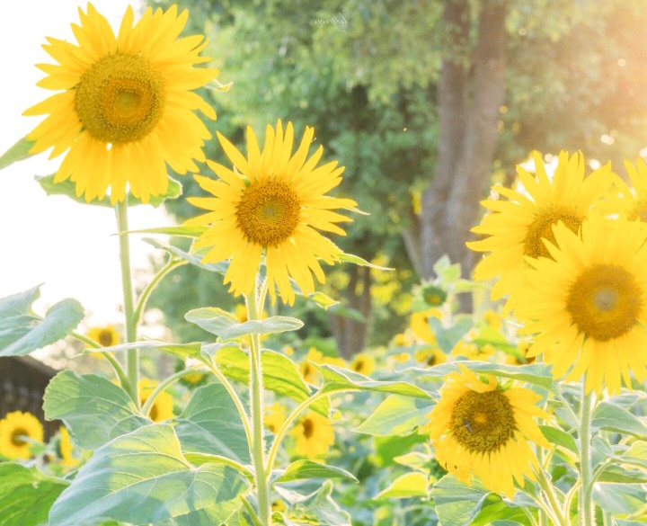 感情中你冷我更冷的三个星座,越冷落你越爱你的星座
