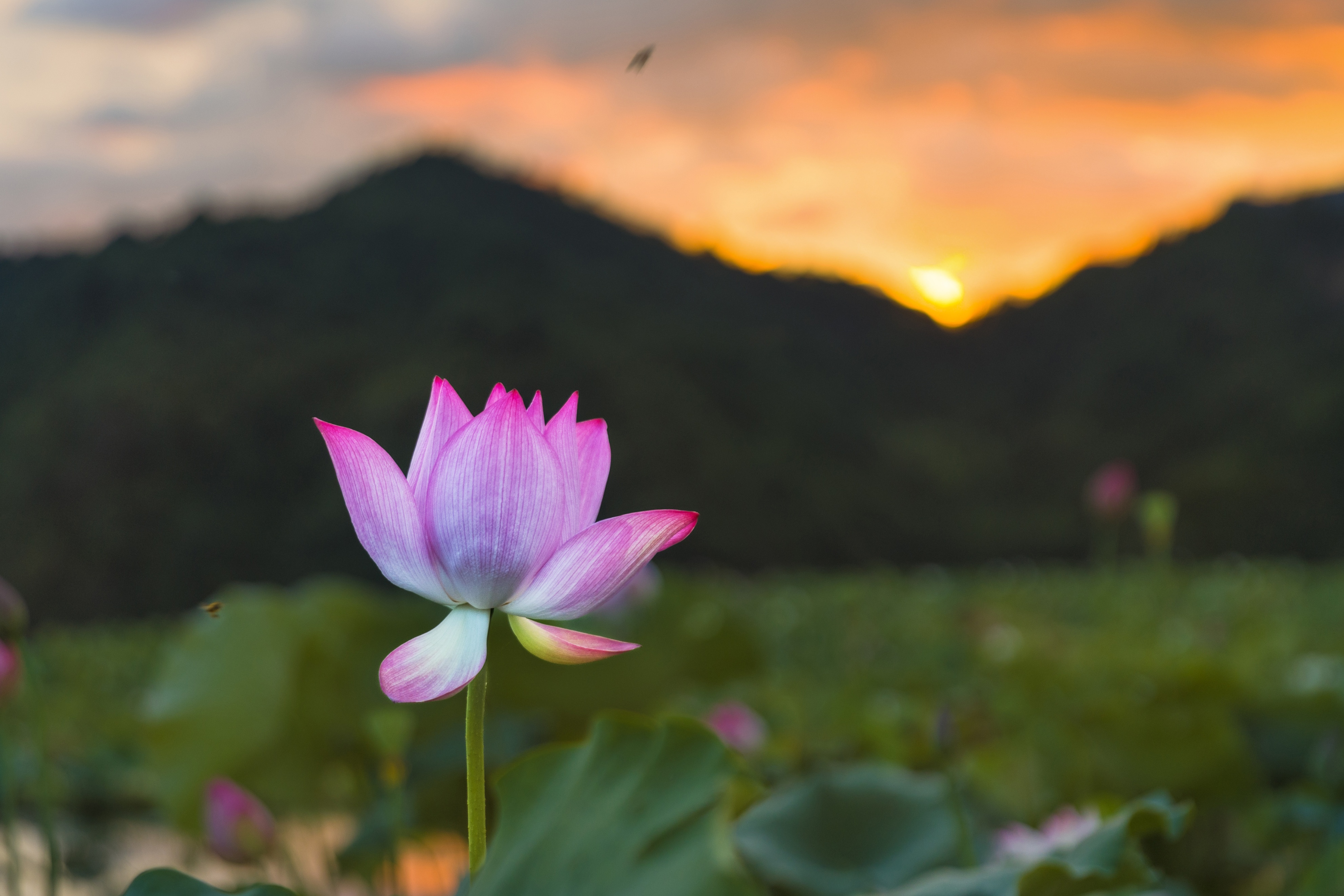 “同话沪明情、四季游三明”来自上海一位老摄影家的感人瞬间