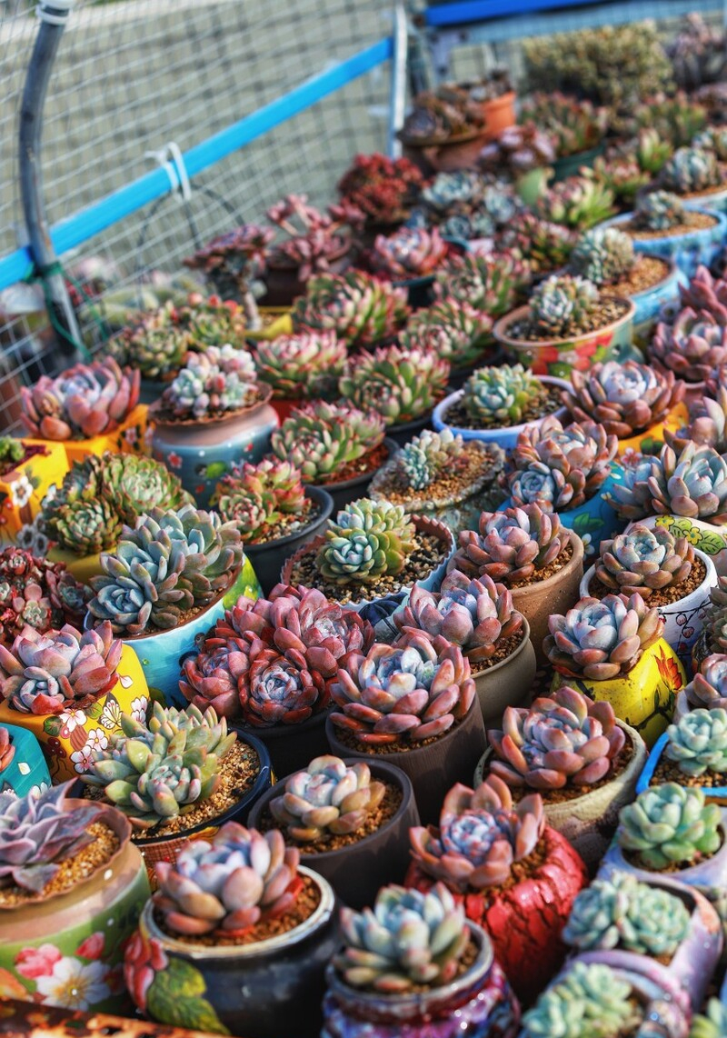 这10种花冬天最怕水越浇越死,5种花浇不死浇水越多长得越旺