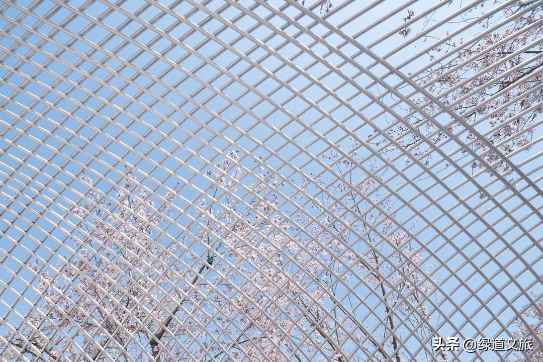 樱花树下的约定字体设计,樱花树下的约定完美国度