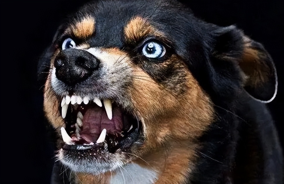 养不熟的狗处理方法,没养过狗的怎么养狗