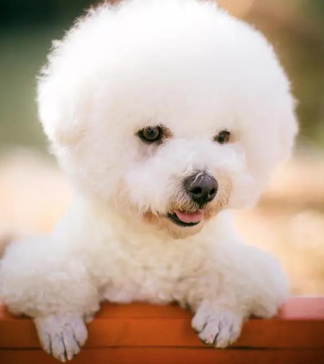 比熊犬吃什么牌子狗粮没泪痕,比熊狗狗吃什么狗粮又便宜又好