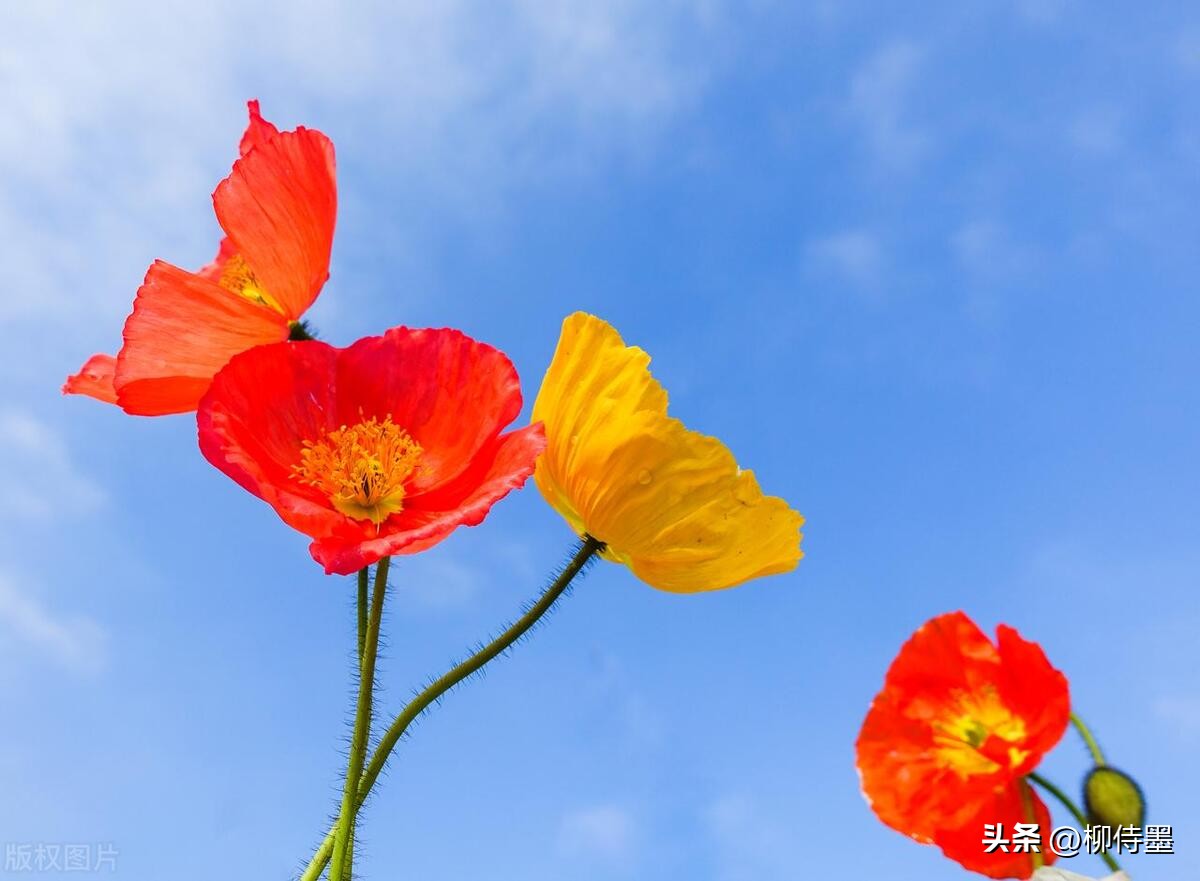 如何拍摄高清花朵照片教程,拍照技术技巧花朵