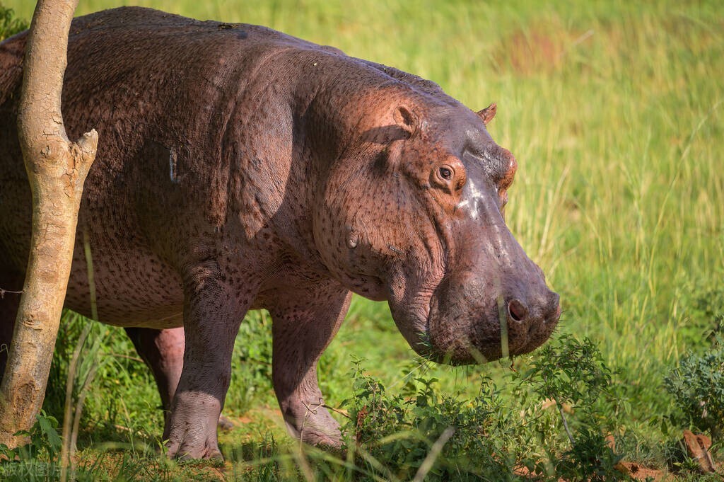 动画中的各个动物代表的国家,盘点十大动漫动物