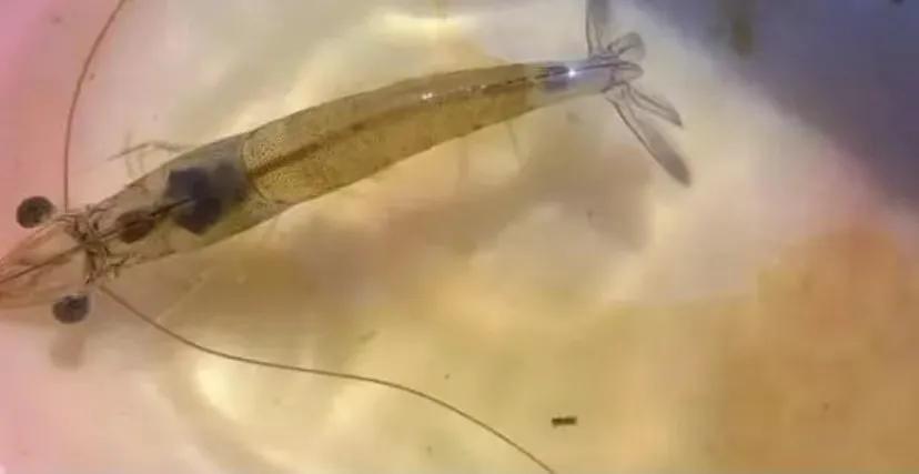 对虾肝肠孢虫脱离宿主能存活多久,对虾肝肠孢虫高发季