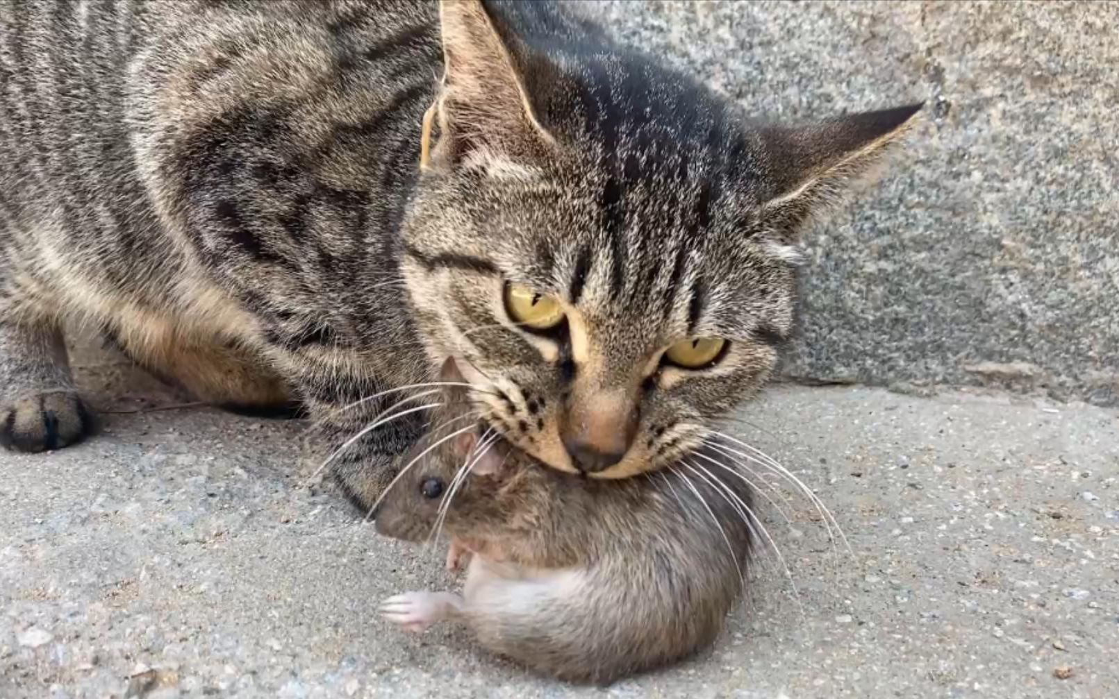 三种最不好养的宠物猫,哪种宠物猫不建议养