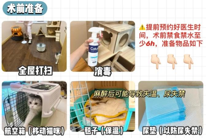 翻脸不认猫,成年母猫和公猫会打架吗