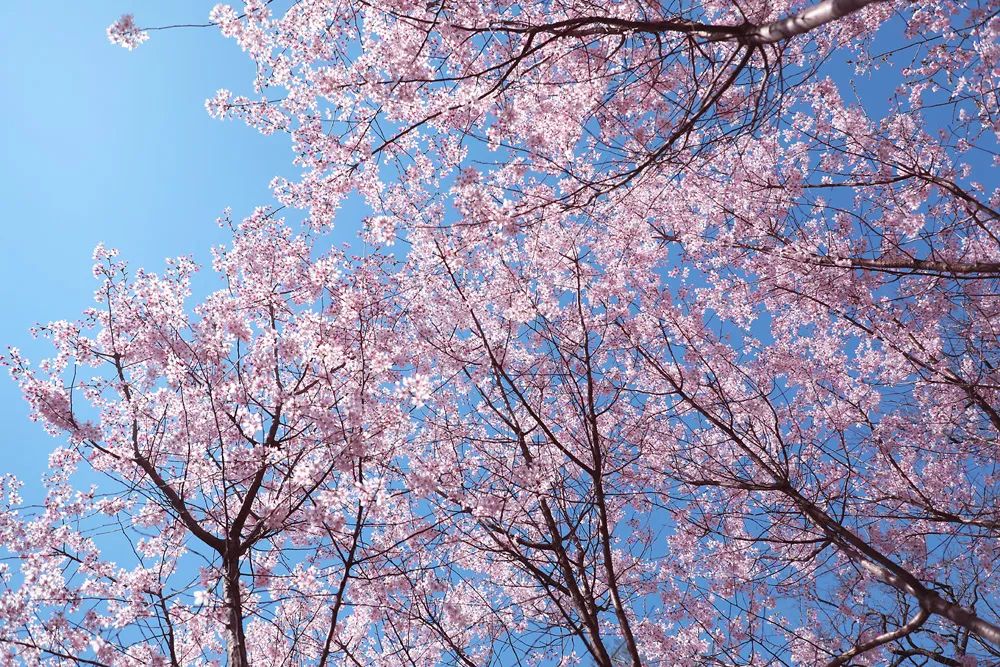 染井吉野樱花是什么樱花,大岛樱花和染井吉野樱的区别