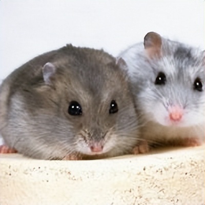 仓鼠饲养十大禁忌有哪些呢,仓鼠饲养十大禁忌是什么呢