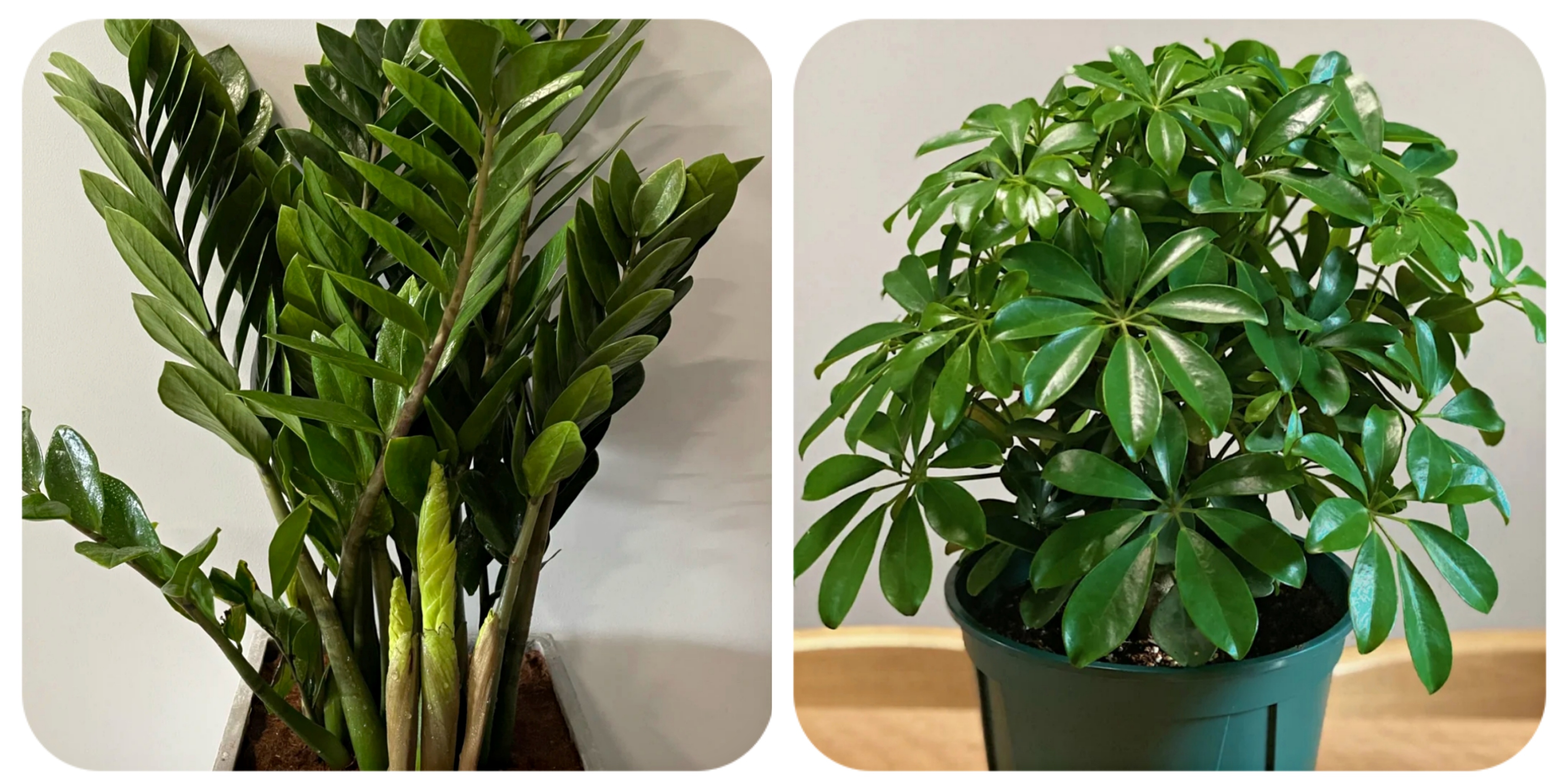 100种花能养在阳台上，50种开花的，40种绿植，10种蔬果