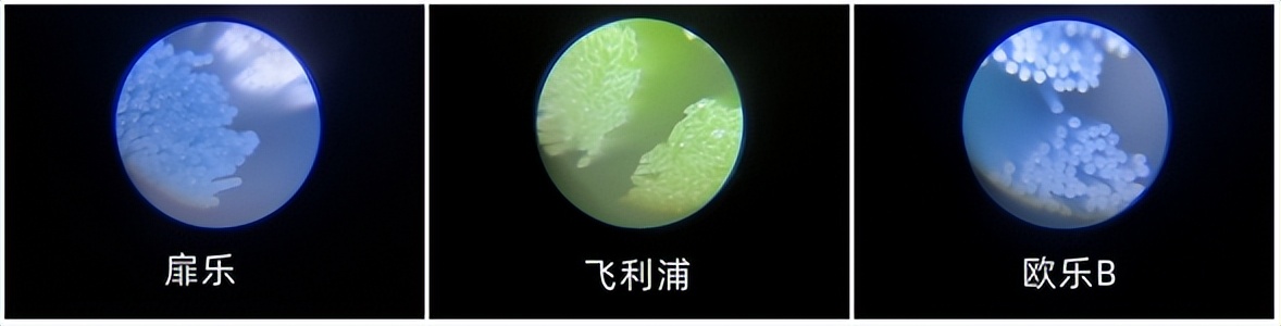 359元的电动牙刷值不值得买,一万元的电动牙刷测评