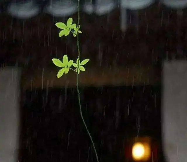 司马静静：观心灵之诗，悟生命之光（评论组）|“裕博园杯”