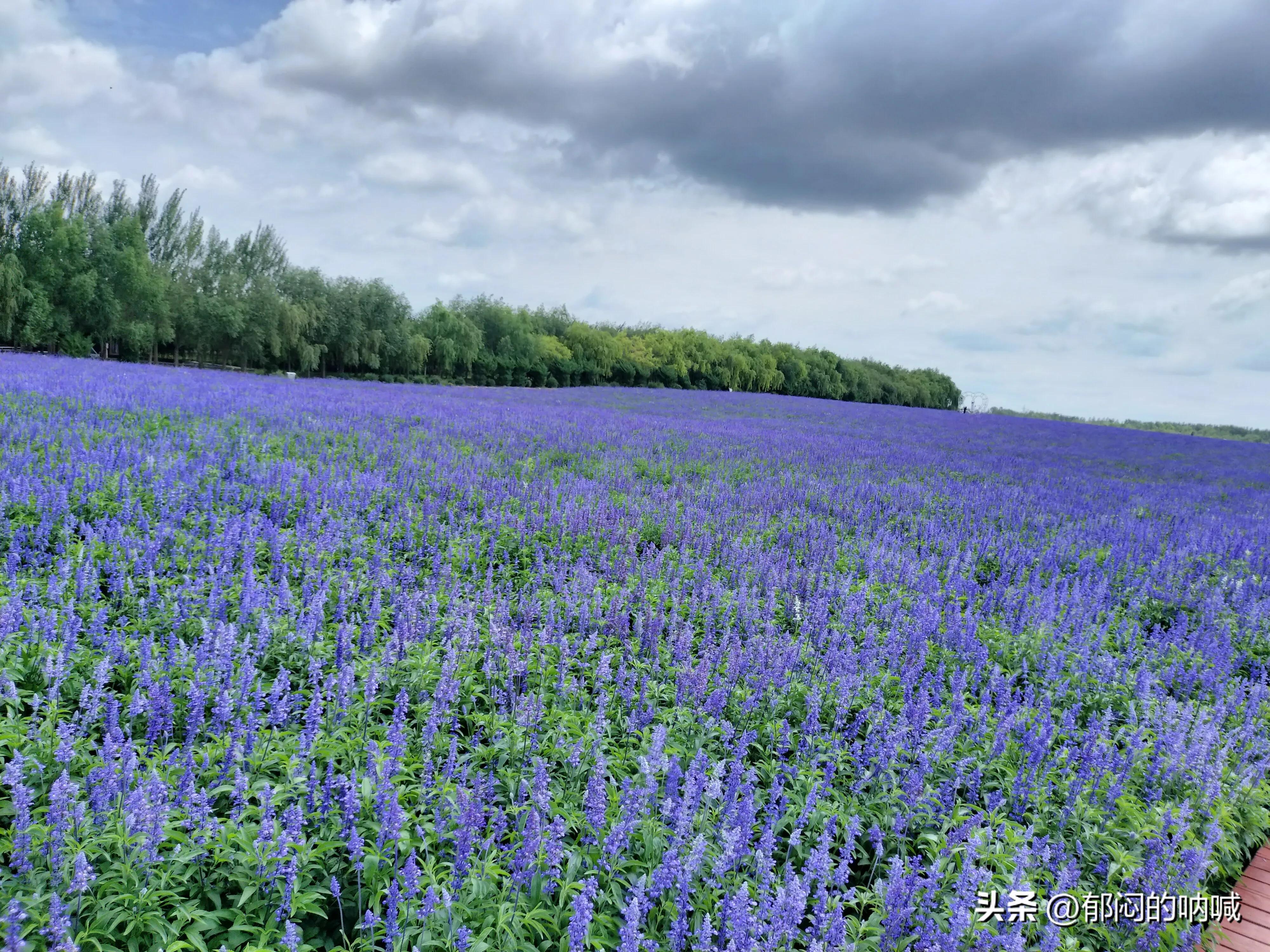 通辽薰衣草庄园门票,通辽薰衣草庄园四月