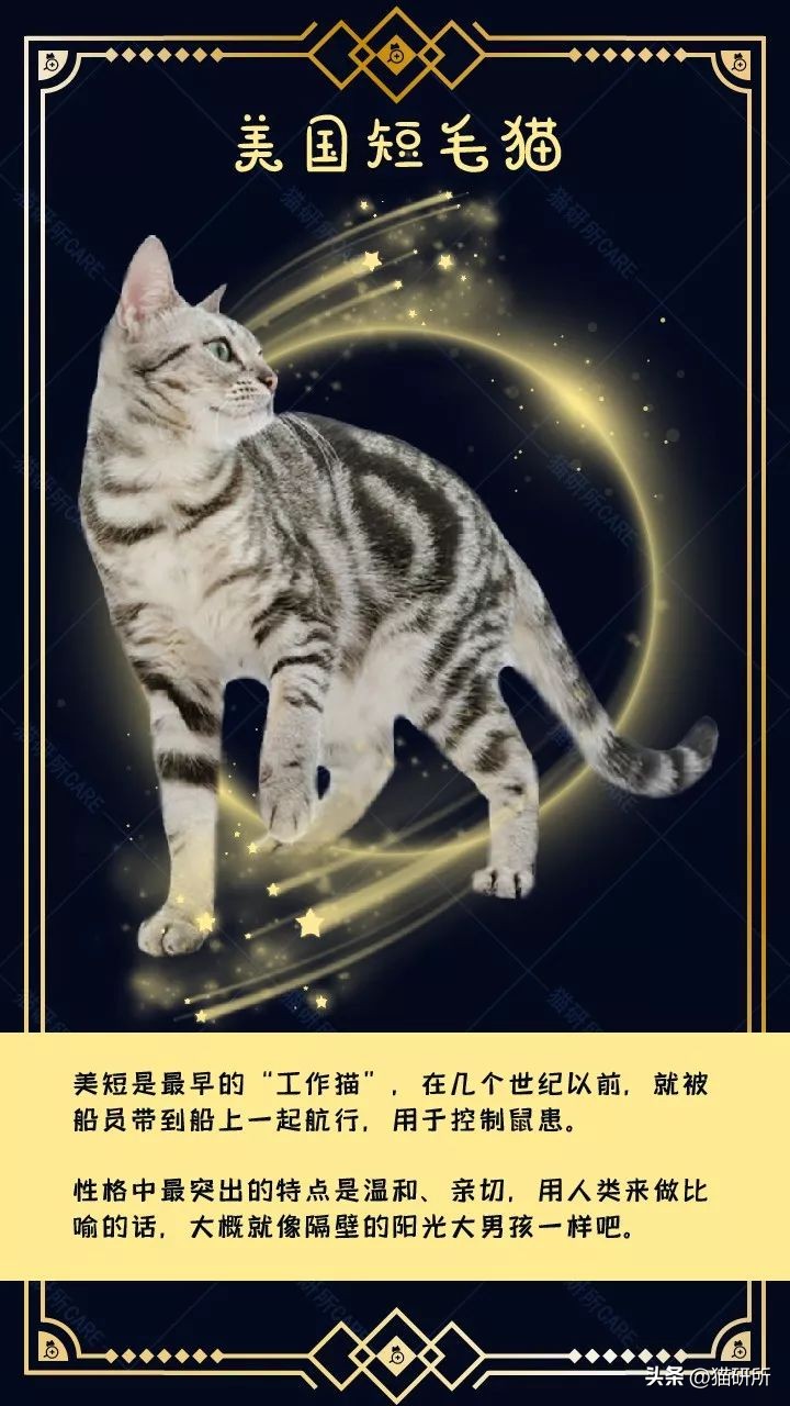 暹罗母猫和英短会生什么样的小猫,英短和暹罗配出来的猫大了什么样